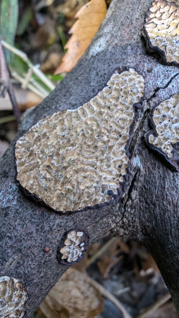 Daedaleopsis styracina · January 2025 · photo: © atsushi_nakajima_cirque (iNaturalist, cc-by)