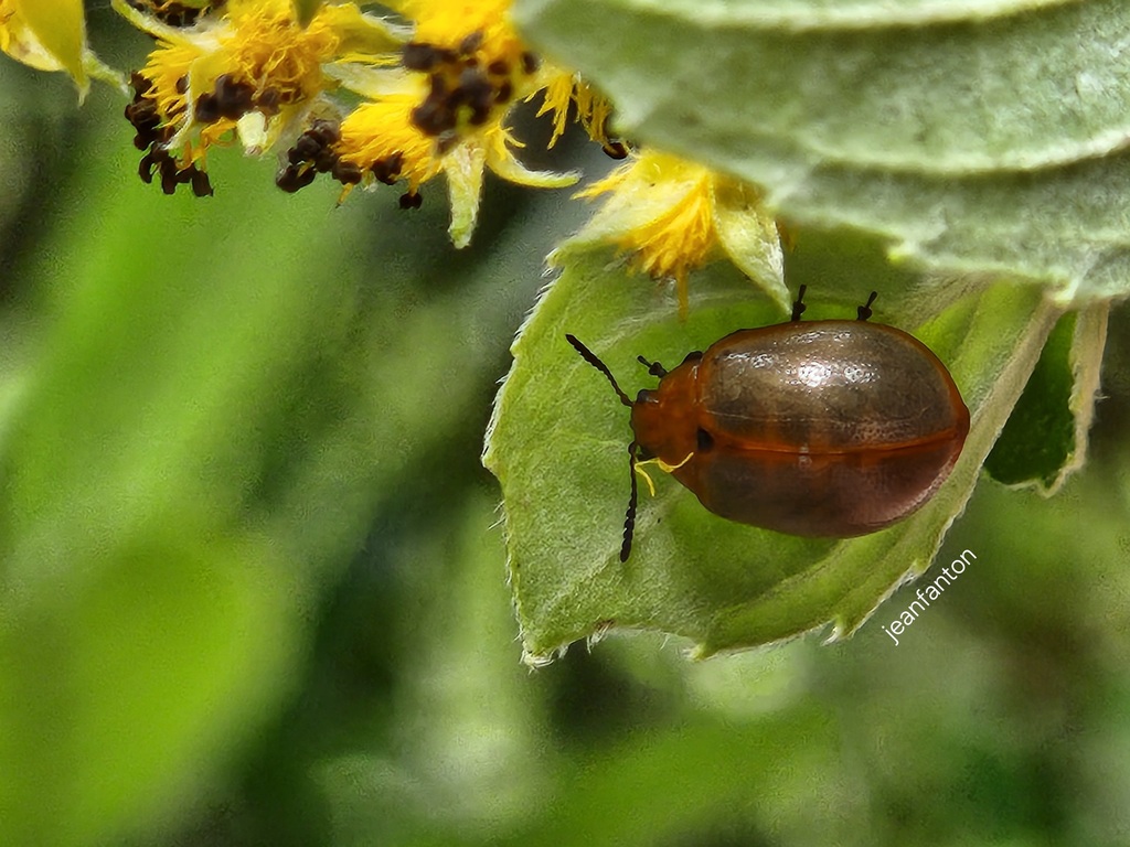Plagiodera cerea