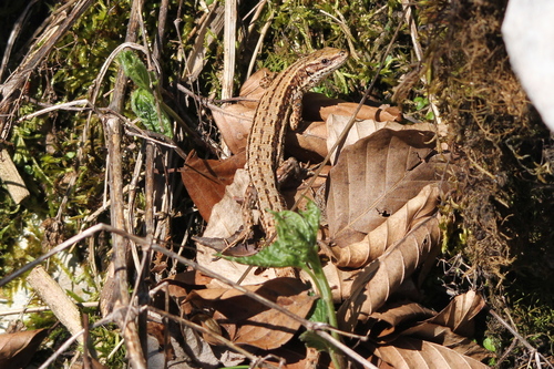Carniolan lizard, Provincia di Pordenone, Italia, photo 6 of 10