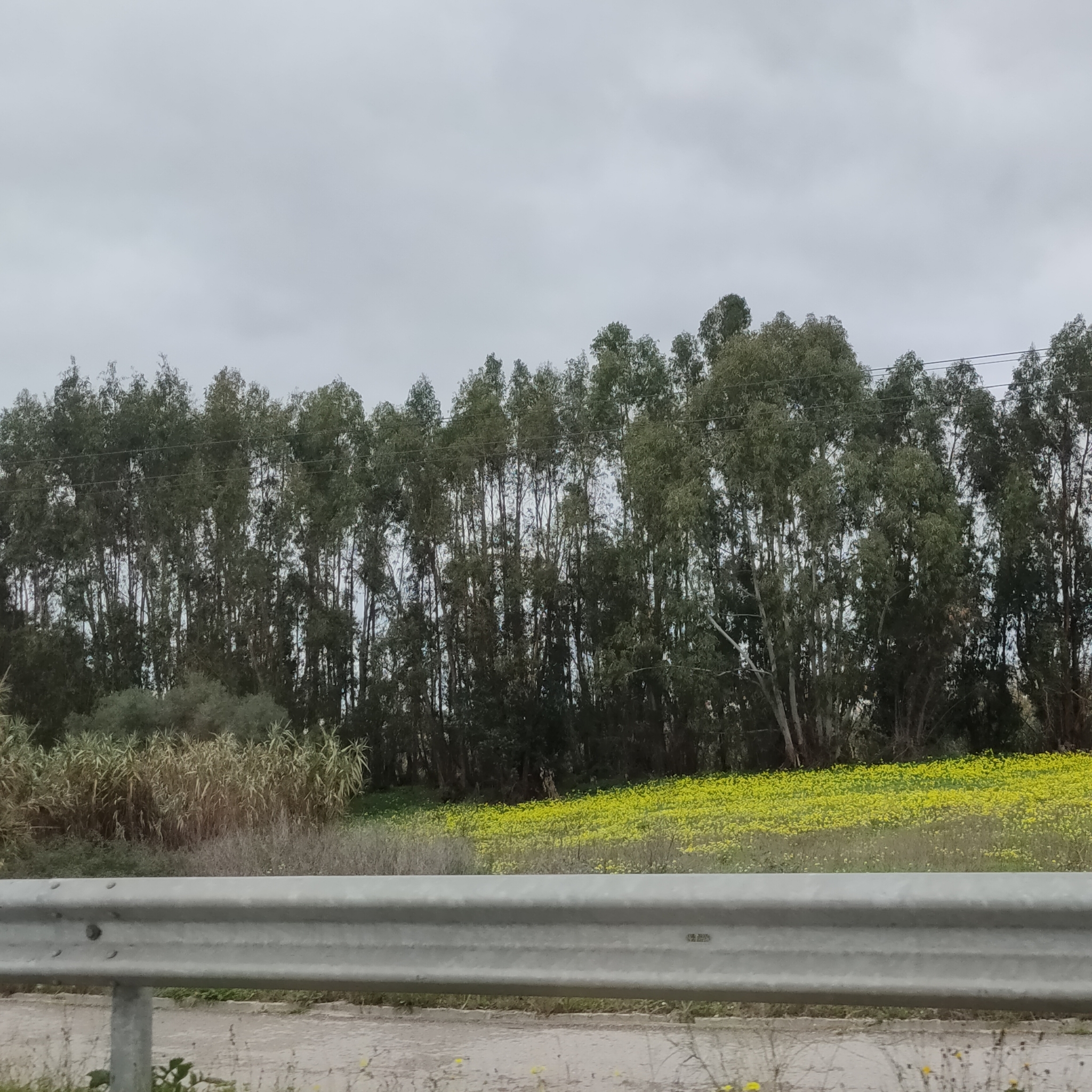 Imagem de Eucalipto
