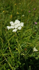 Perideridia parishii latifolia