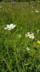 Perideridia parishii latifolia