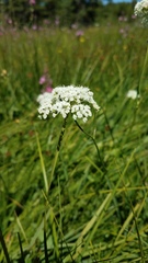 Perideridia parishii latifolia