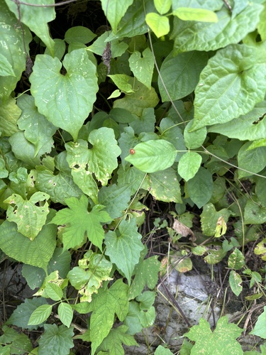 Henosepilachna vigintioctopunctata