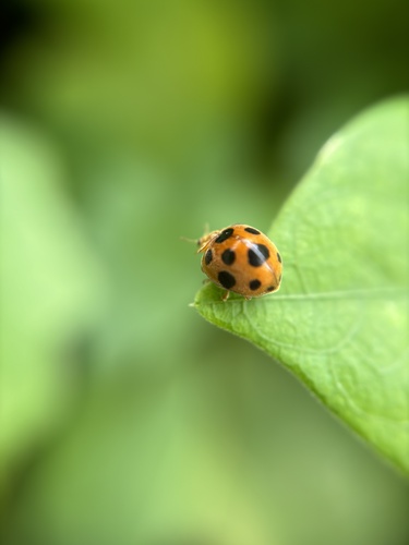 Henosepilachna Li, 1961