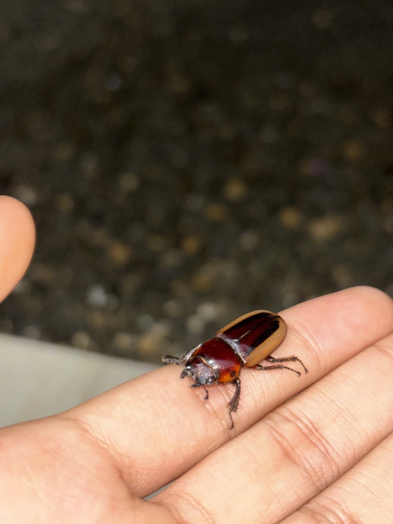 Prosopocoilus lateralis (Prosopocoilus lateralis)