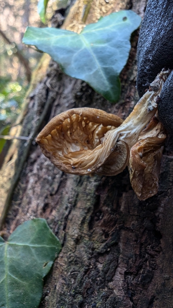 Pleurotus ostreatus · January 2025 · photo: © atsushi_nakajima_cirque (iNaturalist, cc-by)