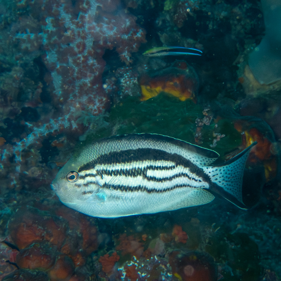 Blackstriped Angelfish
