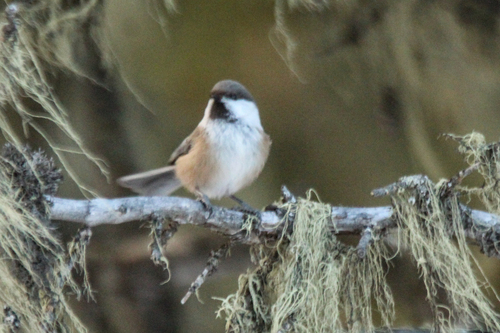 Grey-headed Chickadee (Poecile cinctus), photo 6
