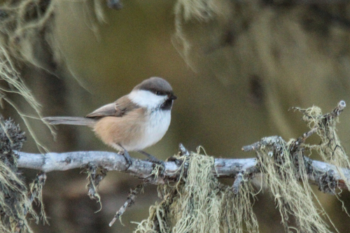 Grey-headed Chickadee (Poecile cinctus), photo 5