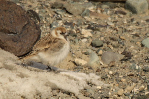 Pere David's Snowfinch (Pyrgilauda davidiana), photo 6