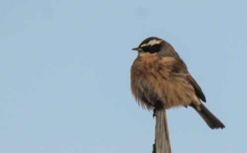 Brown Accentor (Prunella fulvescens), photo 5