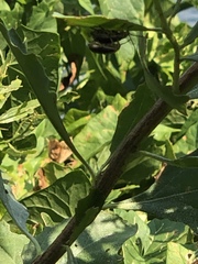 Trirhabda bacharidis