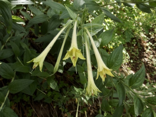 Image of Lithospermum thurberi by (c) Sue Carnahan, some rights reserved (CC BY)