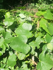 Menispermum canadense