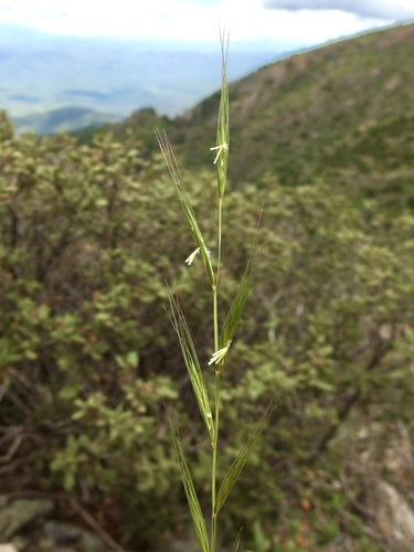 Image of Elymus arizonicus by (c) Sue Carnahan, some rights reserved (CC BY)