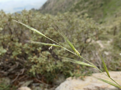 Image of Elymus arizonicus by (c) Sue Carnahan, some rights reserved (CC BY)
