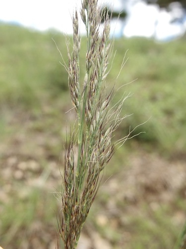 Mountain muhly (Muhlenbergia montana)