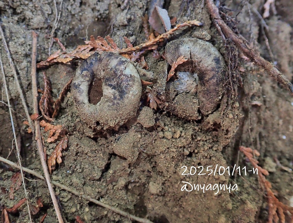 Astraeus hygrometricus · January 2025 · photo: © atsushi_nakajima_cirque (iNaturalist, cc-by)