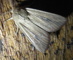Leucania phragmitidicola