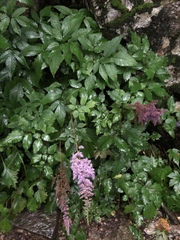Astilbe