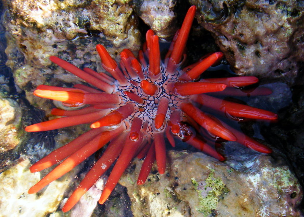 Echinometridae