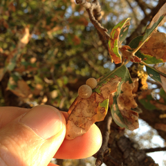 Cynips multipunctata