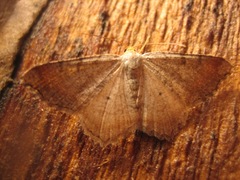 Macaria transitaria