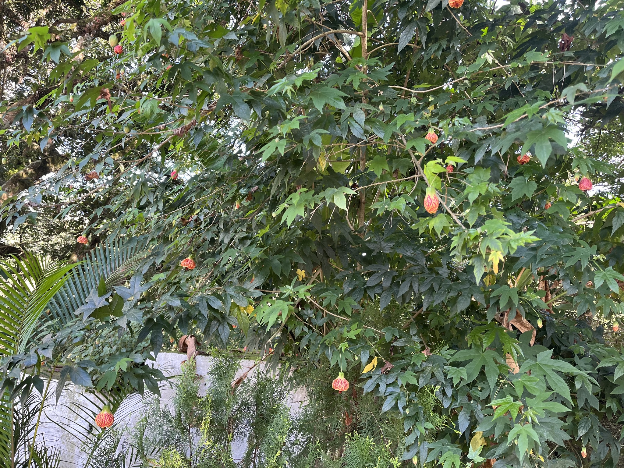 Imagem de Abutilon