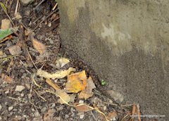 Gloydius himalayanus