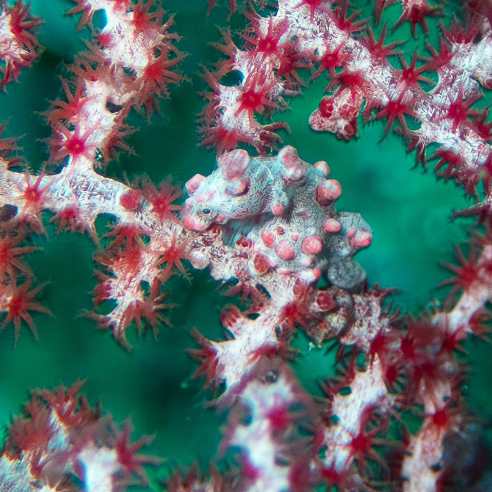 Bargibant's Pygmy Seahorse