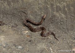 Gloydius himalayanus