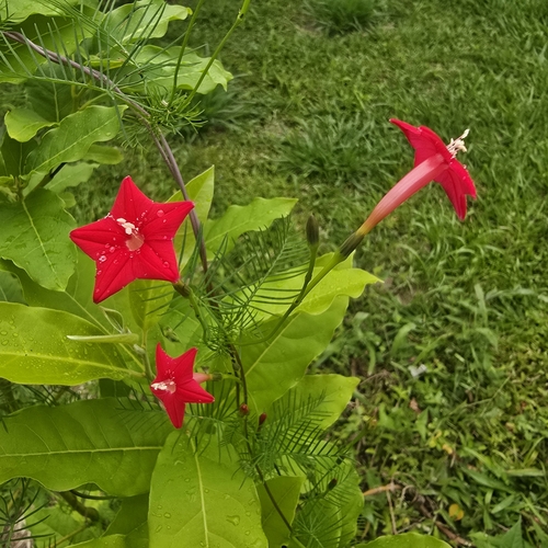 Cypress Vine