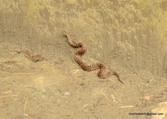 Gloydius himalayanus