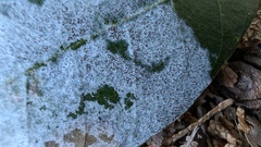 Erysiphe uncinuloides