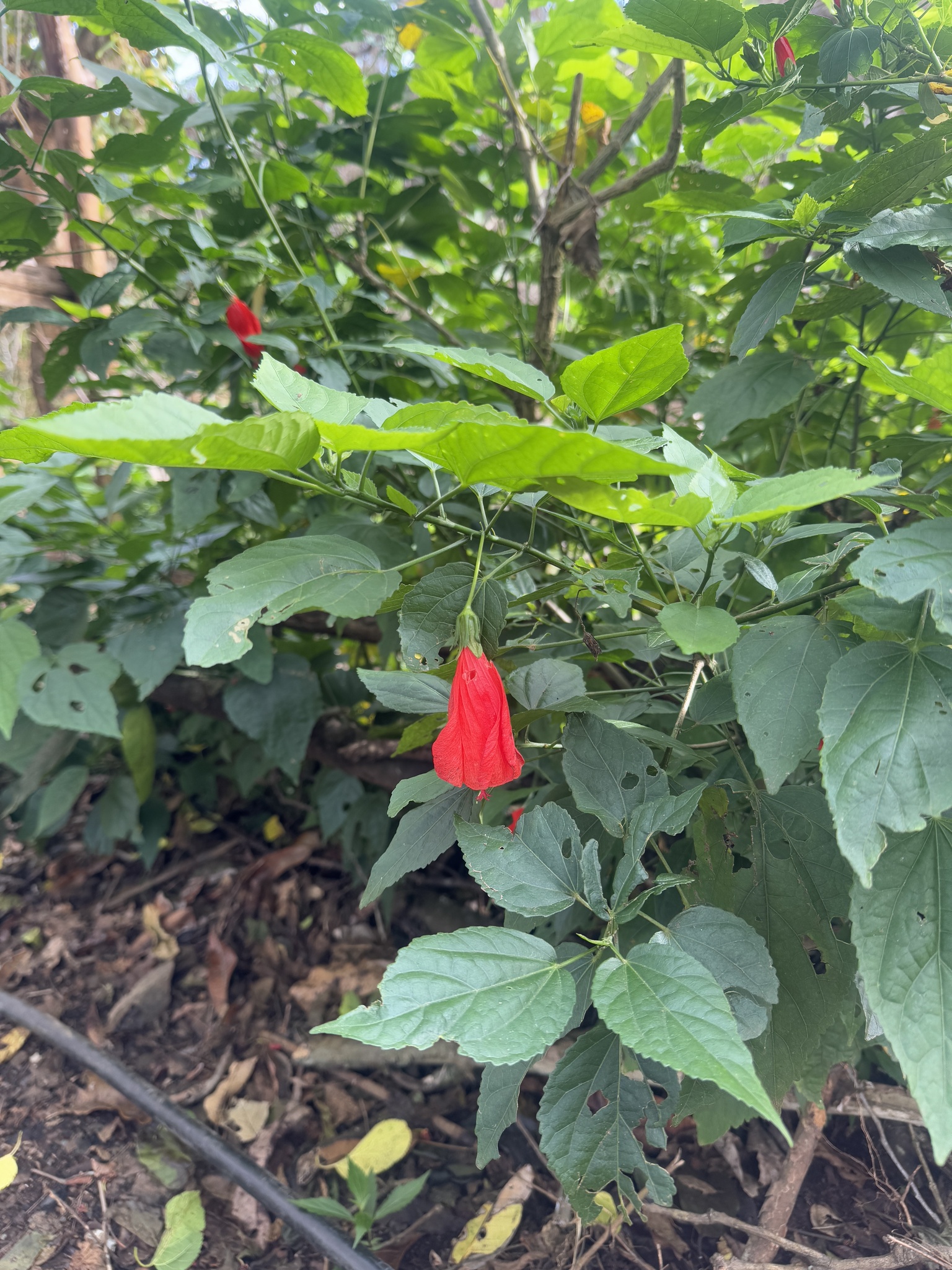 Imagem de Hibisco-colibri