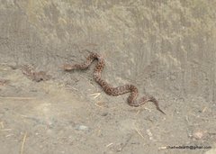 Gloydius himalayanus