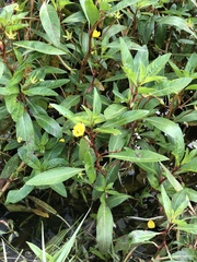 Ludwigia peploides