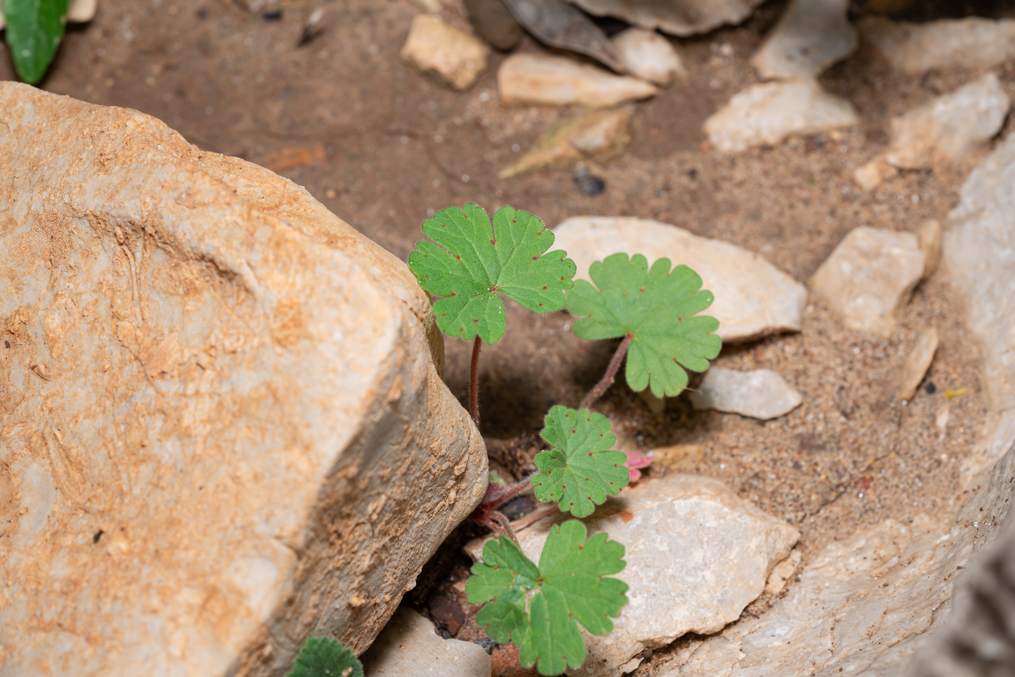 Imagem de Malva-de-cheiro