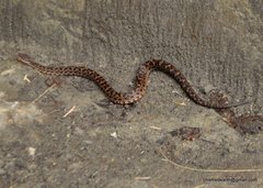 Gloydius himalayanus