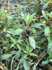Ludwigia peploides