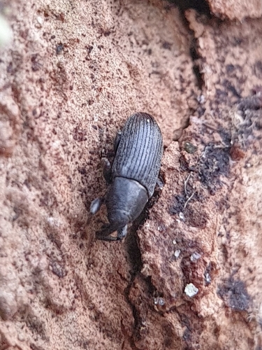Stem Miner Weevil, 6703 BM Wageningen, Alankomaat, photo 9 of 10