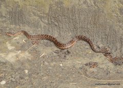 Gloydius himalayanus