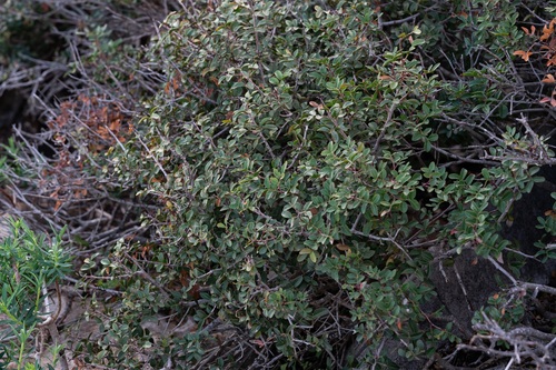 Pistacia lentiscus