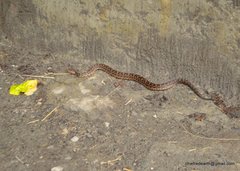 Gloydius himalayanus