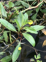 Ludwigia peploides