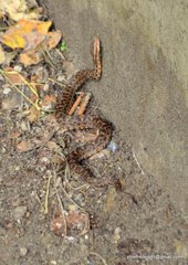 Gloydius himalayanus