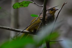 Pycnonotus finlaysoni eous
