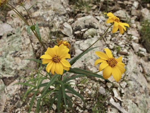 Longleaf Crownbeard (Verbesina longifolia)