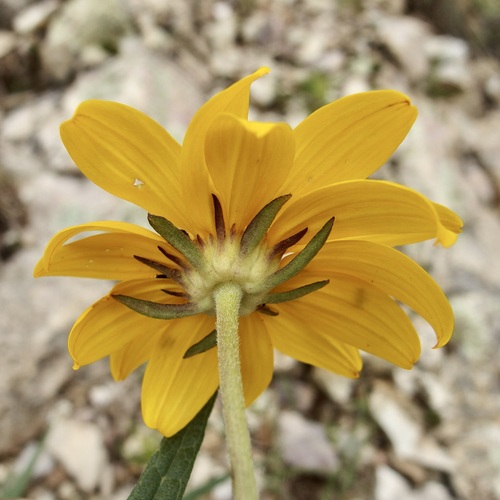 Image of Verbesina longifolia by (c) Sue Carnahan, some rights reserved (CC BY)